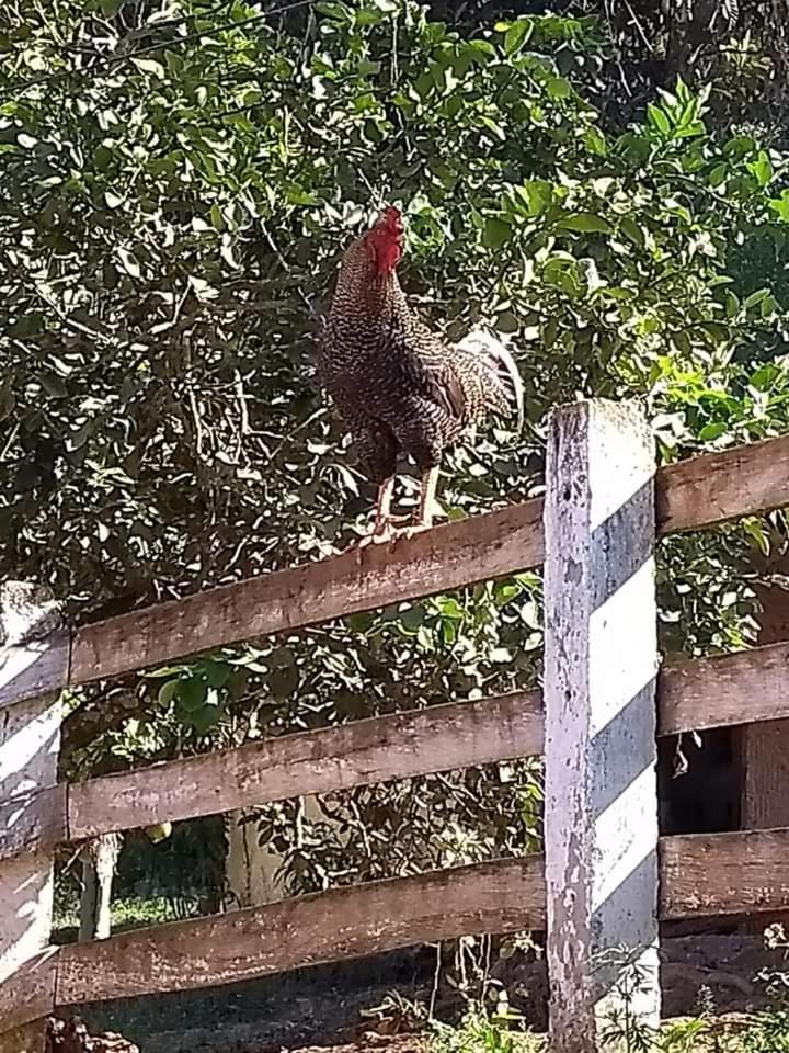 Pousada Rural E Pesqueiro Chale Da Serra Conceição da Ibitipoca Bagian luar foto